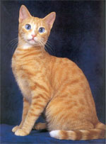 Ojos Azules | Cat | Cat Breeds